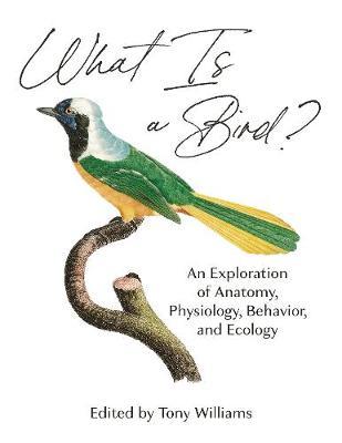 What Is A Bird? | Tony D. Williams | Charlie Byrne's