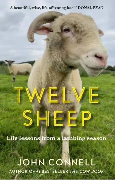 Twelve Sheep by John Connell